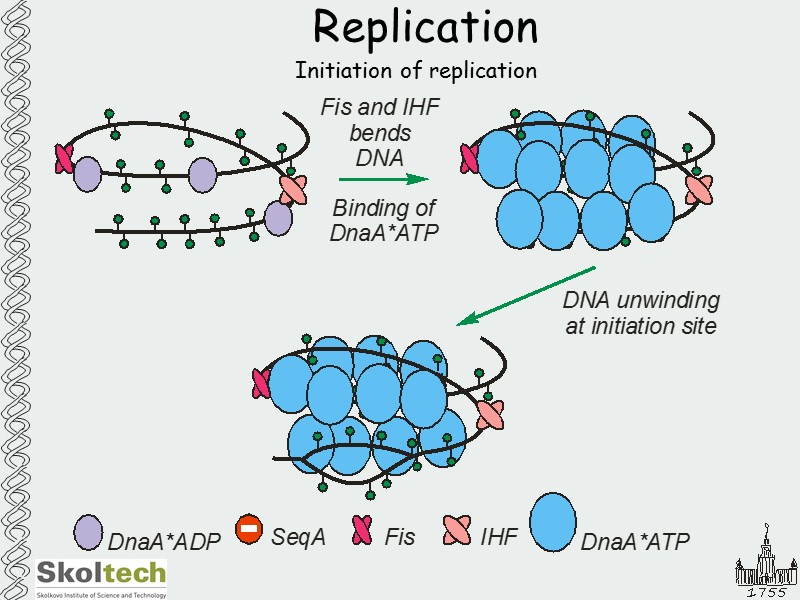 Replication Initiation of replication